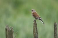 Linnet